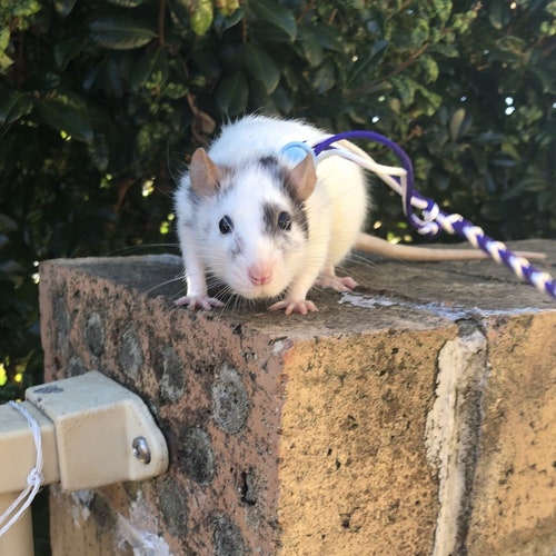 Adjustable Rat Harness Leash for Rats and Mice Etsy