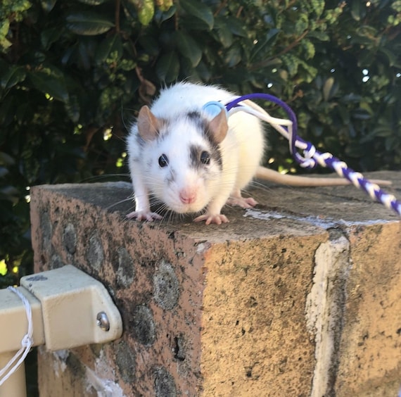 Diy Rat Harness Diy Halloween Costume Ideas For Your Pet / A rat harness is a cord or a strap