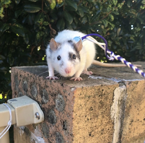 pet rat harness leash