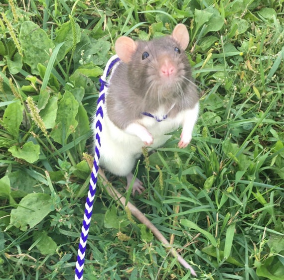 Ruluti Carino Regolabile Pet Ratto Topo Criceto Cablaggio Corda Pet Hamster Guinzagli Collare di Piombo per I Rifornimenti Ratto Topo Pet All'aperto Ruluti Carino Regolabile Pet Ratto Topo Criceto Cablaggio Corda Pet Hamster Guinzagli Collare di Piombo per I Rifornimenti Ratto Topo Pet All'aperto