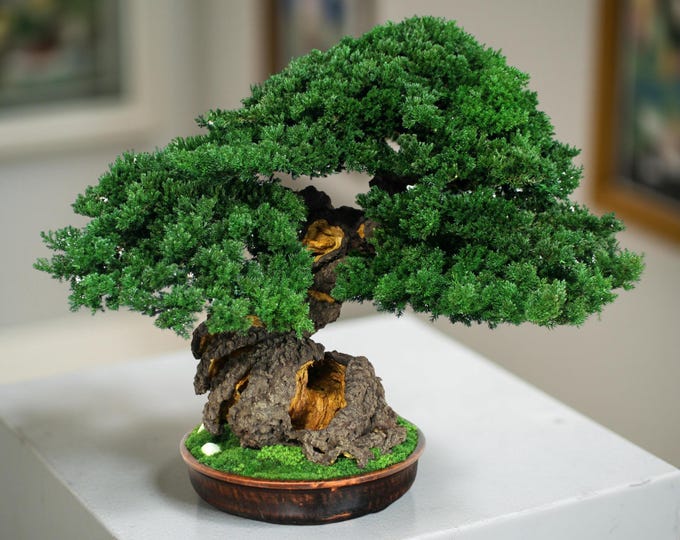 Grand Preserved Bonsai - Luxe Zen Interior Decor, 20,07" (51cm).