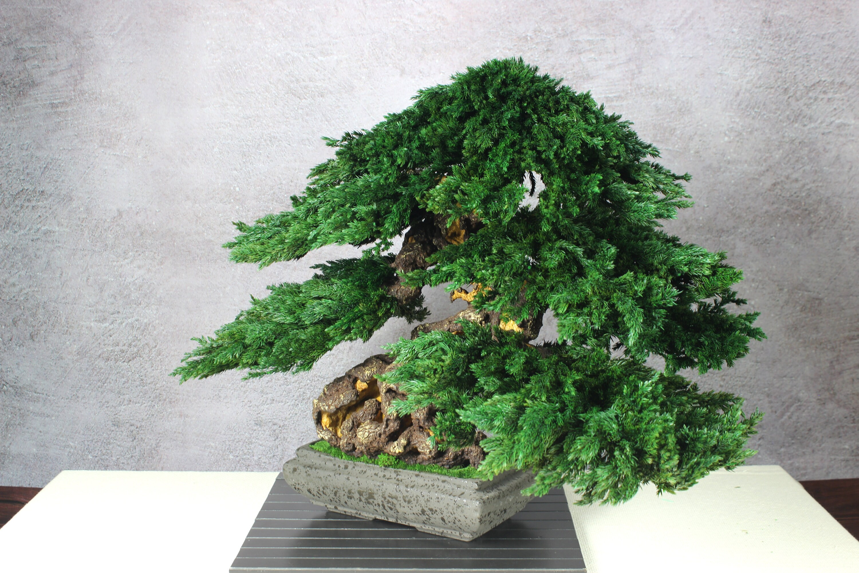 Bonsai Tree. Made From Preserved Juniper on a Handmade Etsy
