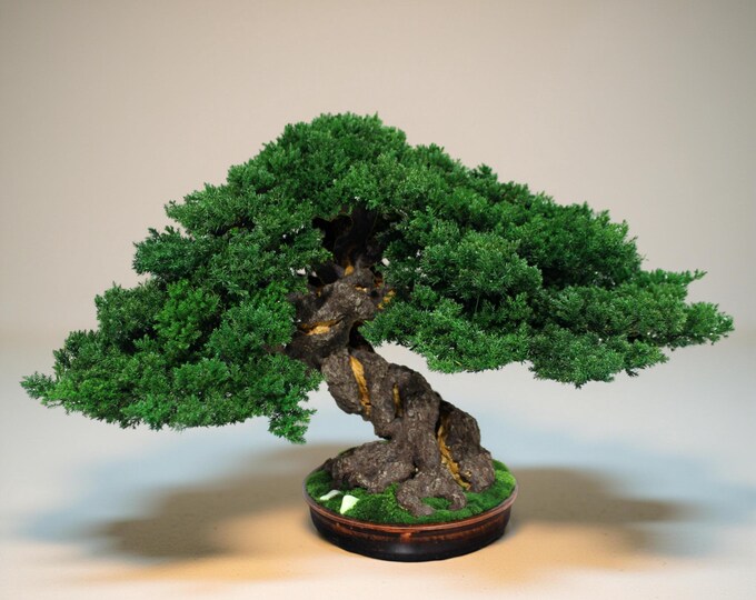 Eco Bonsai Tree - Low-Maintenance Zen Charm. 20,08" (51см) Tall.