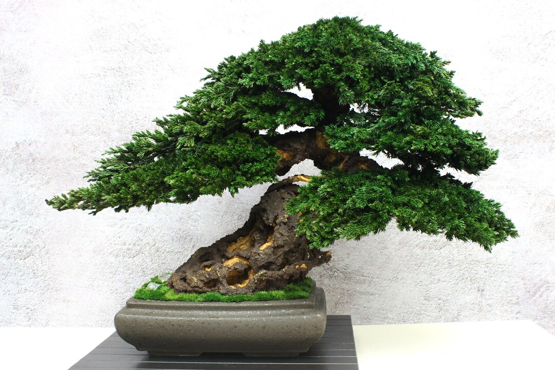 Bonsai Tree. Made From Preserved Juniper on a Handmade Etsy