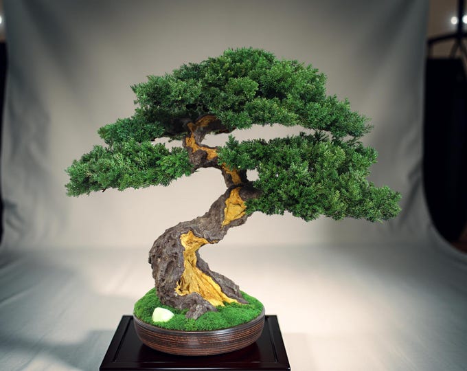 Preserved Bonsai Tree - Indoor Home Decor 15,75" (40 cm).