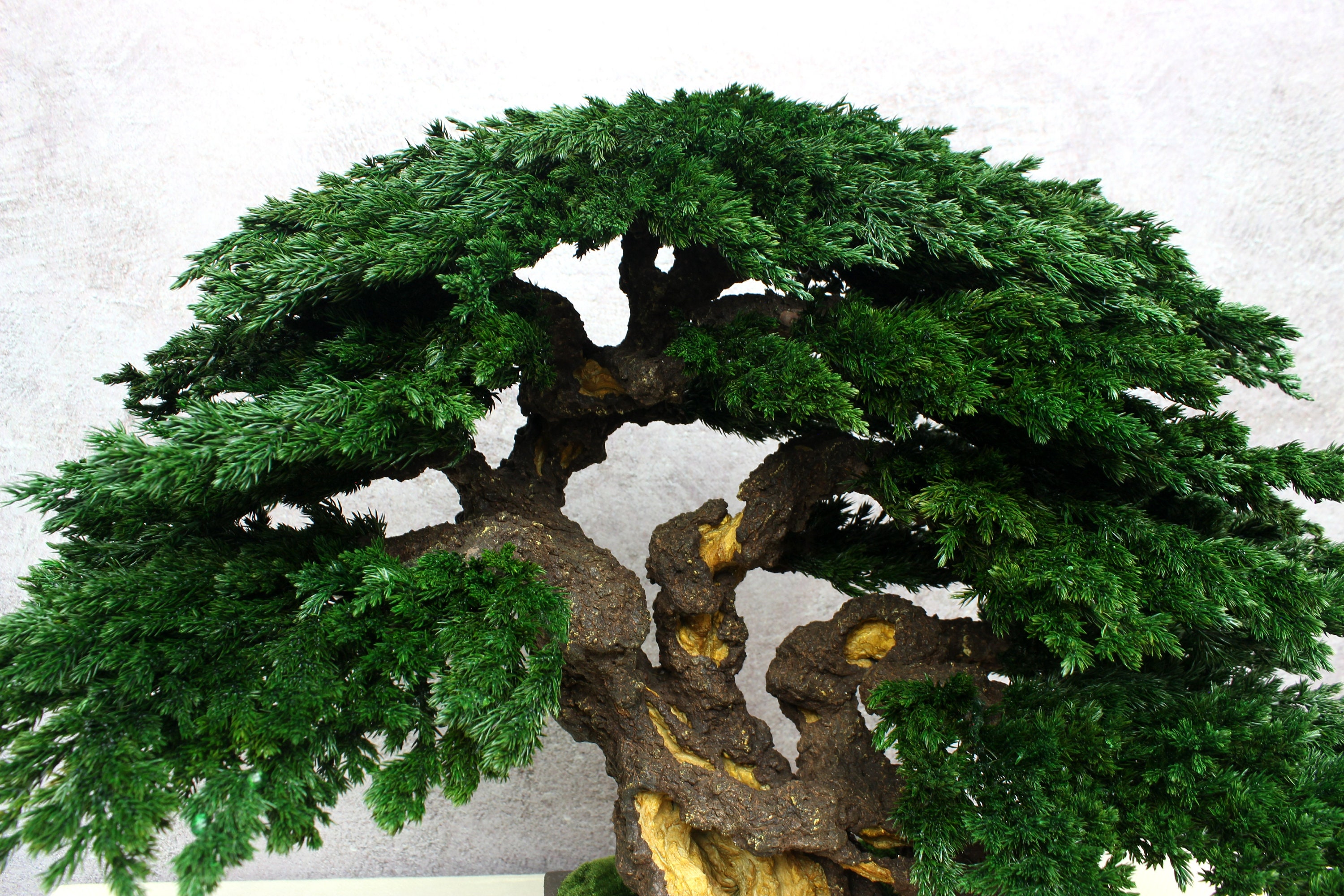 Bonsai Tree. Made From Preserved Juniper on a Handmade Etsy