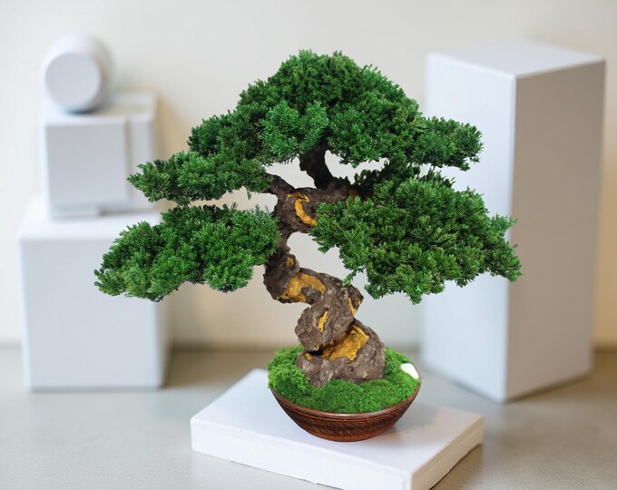 Preserved Bonsai Tree - Indoor Zen Greenery Home Decor, 14,96" (38 cm).