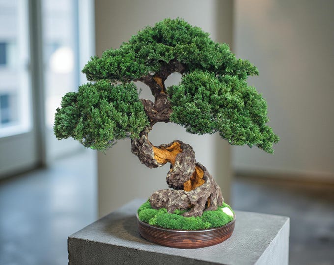 Preserved Bonsai Tree - Indoor Home Decor 16,14" (41 cm).