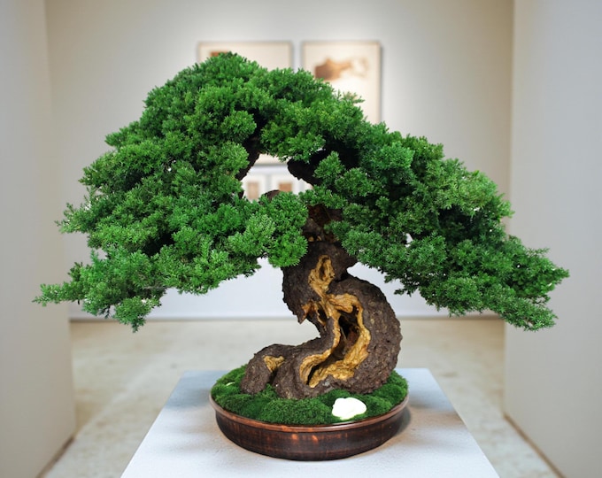 Preserved Bonsai Tree - Compact Zen Decor.  20,07" 51см tall.