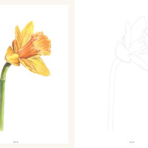 Op de afbeelding: Een lijntekening van een narcis met een kleurenpalet van groen, bruin, oranje en geel. De Koreaanse tekst "수선화" staat in de linkerbovenhoek van de afbeelding.
