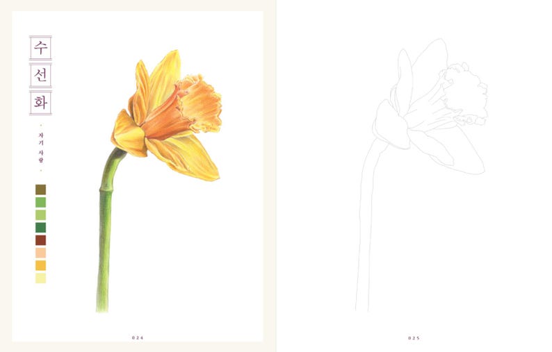 Op de afbeelding: Een lijntekening van een narcis met een kleurenpalet van groen, bruin, oranje en geel. De Koreaanse tekst "수선화" staat in de linkerbovenhoek van de afbeelding.