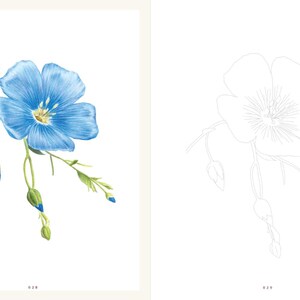 Op de afbeelding: Een blauwe vlasbloem met groene stelen en knoppen. De bloem heeft vijf bloemblaadjes en een gele kern. De afbeelding is een kleurplaat met een lijntekening van de bloem aan de rechterkant.