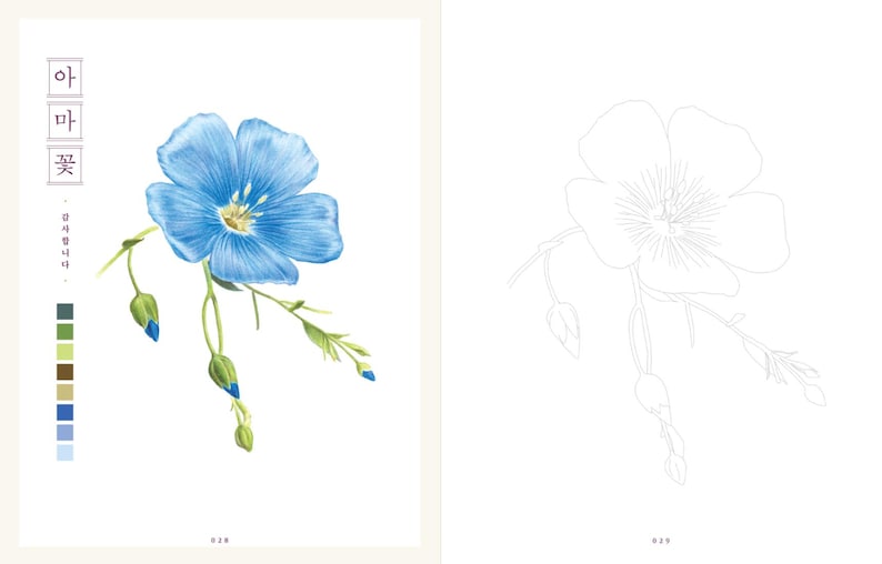 Op de afbeelding: Een blauwe vlasbloem met groene stelen en knoppen. De bloem heeft vijf bloemblaadjes en een gele kern. De afbeelding is een kleurplaat met een lijntekening van de bloem aan de rechterkant.