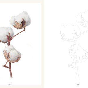 Op de afbeelding: Een lijntekening van een katoenplant met drie katoenbollen. De tekening bevindt zich aan de rechterkant van de pagina. De linkerkant van de pagina toont een kleurenpalet en het Koreaanse woord "Mook Hwa", wat "katoenbloem" betekent.