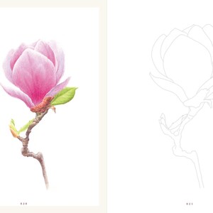 Op de afbeelding: Een kleurplaat met een gedetailleerde lijntekening van een magnolia-bloem, met een roze versie van de bloem op de tegenoverliggende pagina. De pagina bevat ook een kleurenpalet met 10 verschillende tinten roze, groen, bruin en oranje.