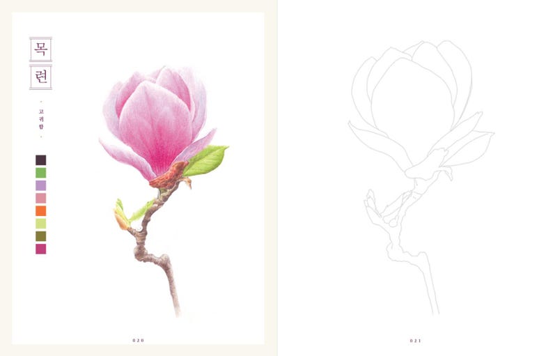 Op de afbeelding: Een kleurplaat met een gedetailleerde lijntekening van een magnolia-bloem, met een roze versie van de bloem op de tegenoverliggende pagina. De pagina bevat ook een kleurenpalet met 10 verschillende tinten roze, groen, bruin en oranje.