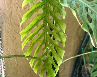 Monstera dubia *mature plants!*