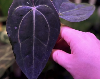 Anthurium carlablackiae RA5x10 x (dress RG F2 x carla "Amanda") *seedlings*