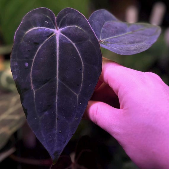 Anthurium Carlablackiae Ra5x10 X (dress RG F2 X Carla "amanda") *seedlings*  - Etsy