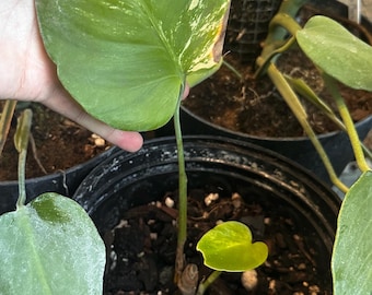 Monstera deliciosa Aurea 'Brazilian Common Form' *RARE*