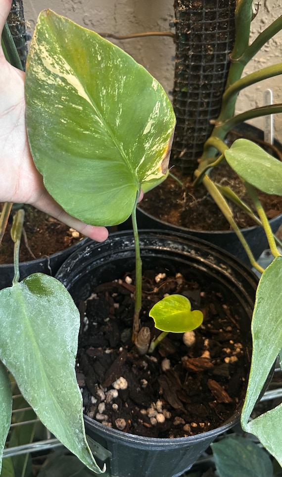 Monstera Deliciosa Aurea 'brazilian Common Form' *RARE* - Etsy