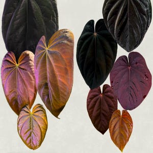 Anthurium Antolakii (BVEP) 