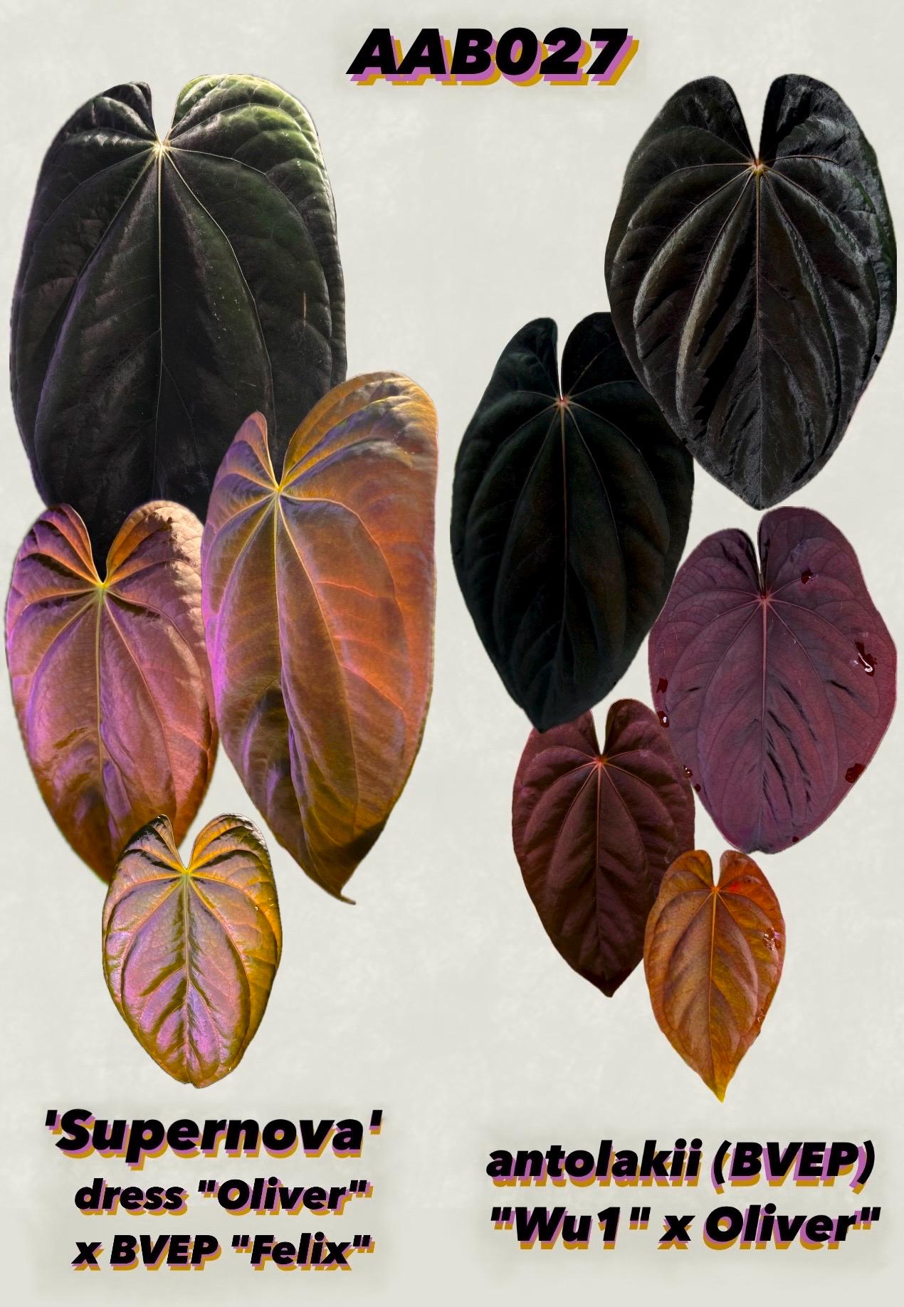 onedrop パノラマ アヤメ Anthurium Antolakii (BVEP) 