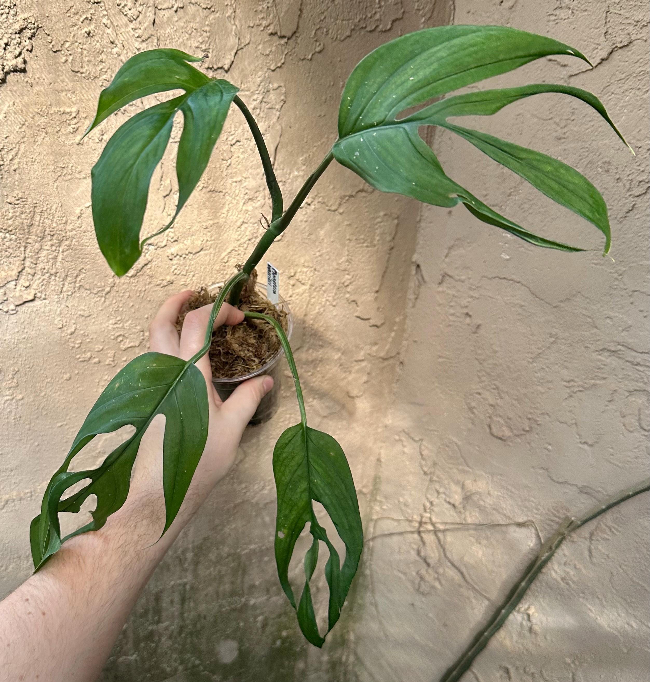 Monstera Barrieri *RARE* - Etsy