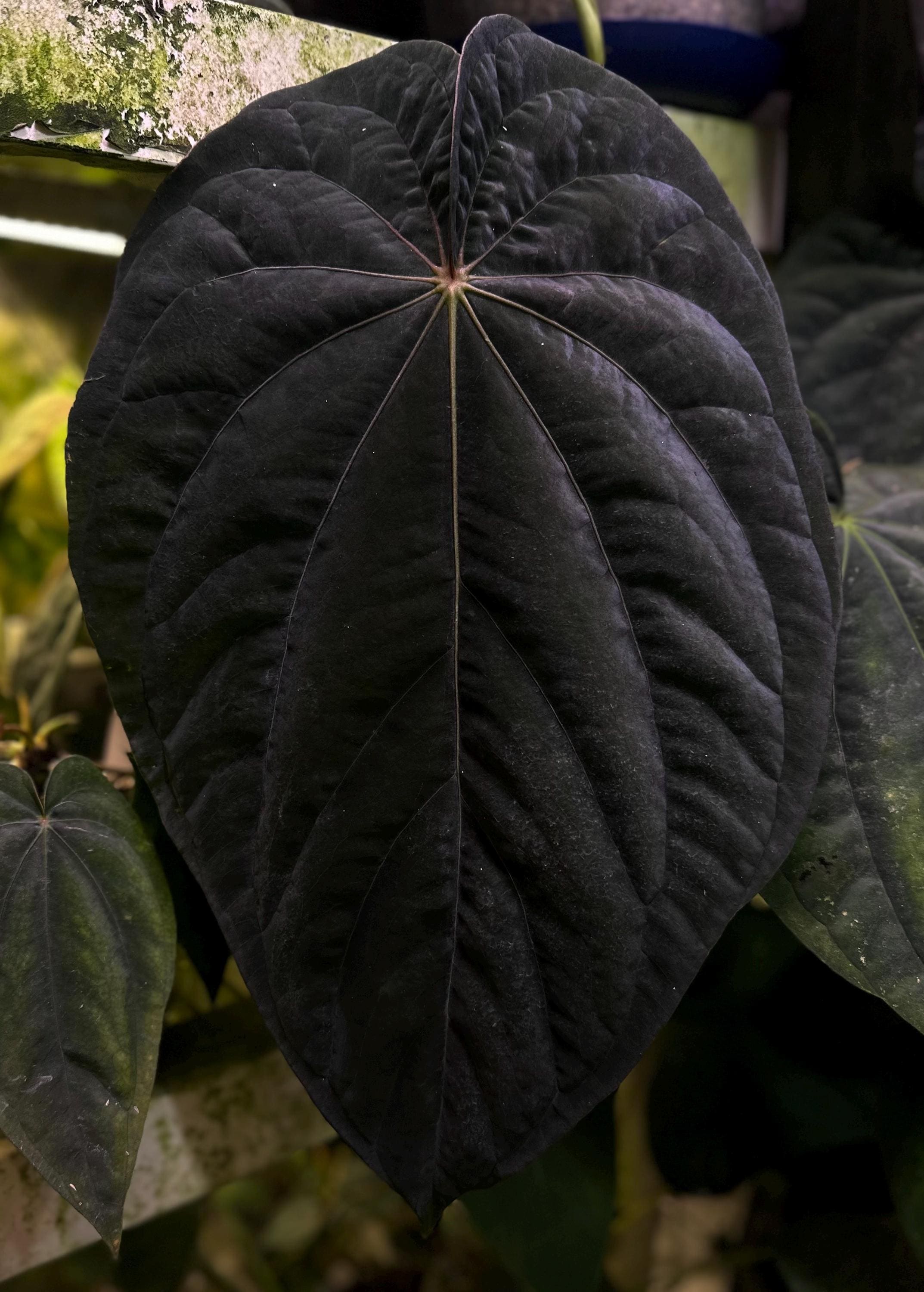 アンスリウムドレスレリNSE Anthurium dressleri NSE