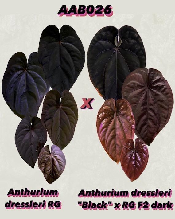 Anthurium Dressleri RG X (black Dressleri X RG F2 Dark) *seedlings