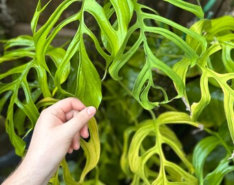 english ivy plant buy Hedera Helix ‘English Ivy’