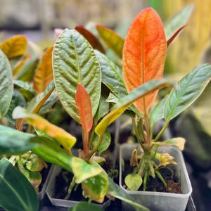 Anthurium willifordii *EXTREMELY RARE*