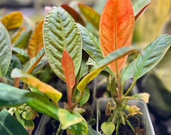 Anthurium willifordii *EXTREMELY RARE*