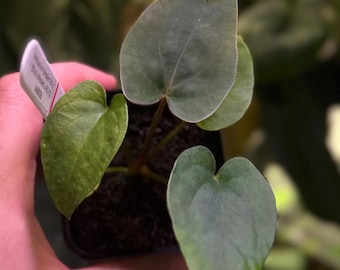 Anthurium dressleri RG x (Black dressleri x RG F2 dark) *seedlings*