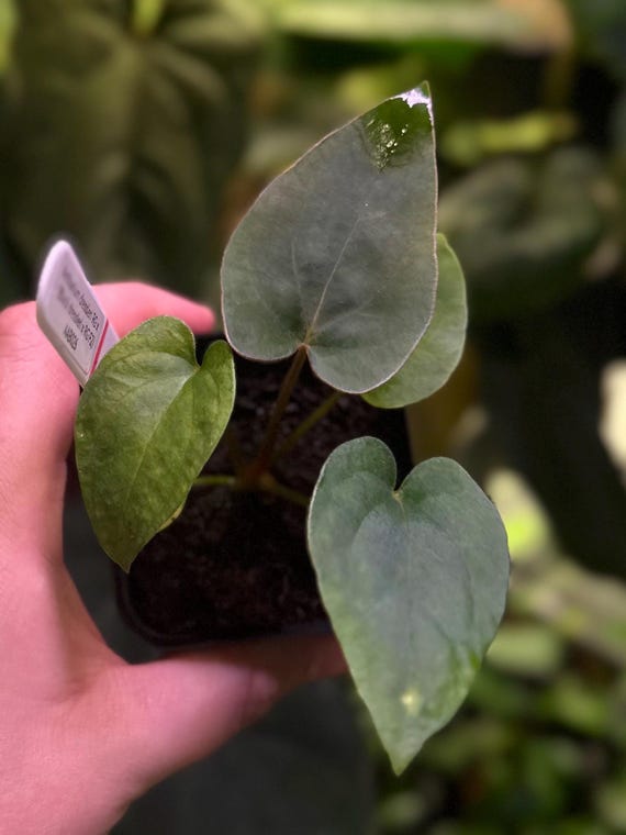 Anthurium Dressleri RG X (black Dressleri X RG F2 Dark) *seedlings
