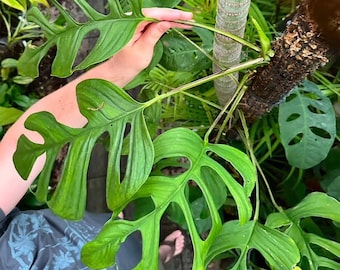Monstera gracilis "Tingo Maria"
