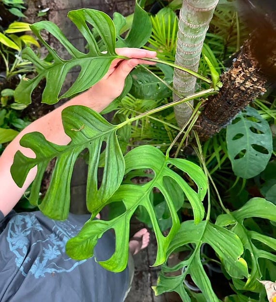 Monstera Gracilis "tingo Maria" - Etsy