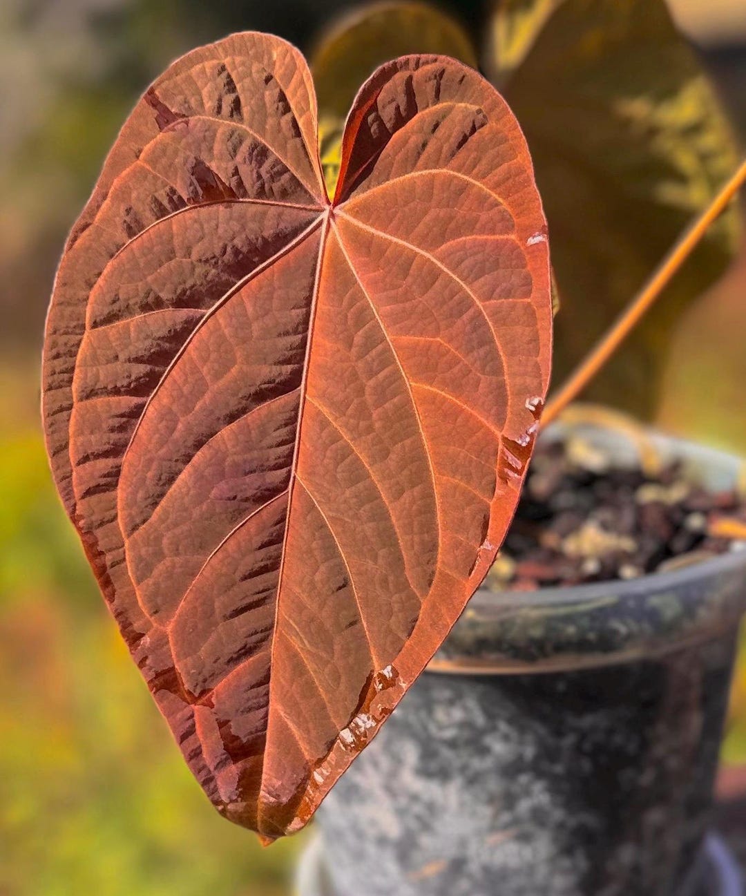 Anthurium (BVEP X NSE Red Crystallinum) X ((carla X Pap) X