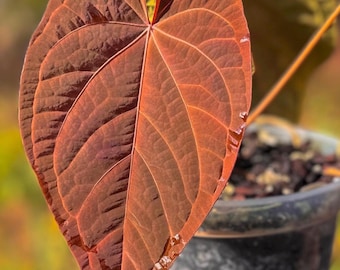 Anthurium (BVEP x NSE red crystallinum) x ((carla x pap) x splendidum) *seedlings*