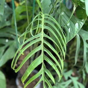 Monstera croatii *EXTREMELY RARE* - Etsy 日本