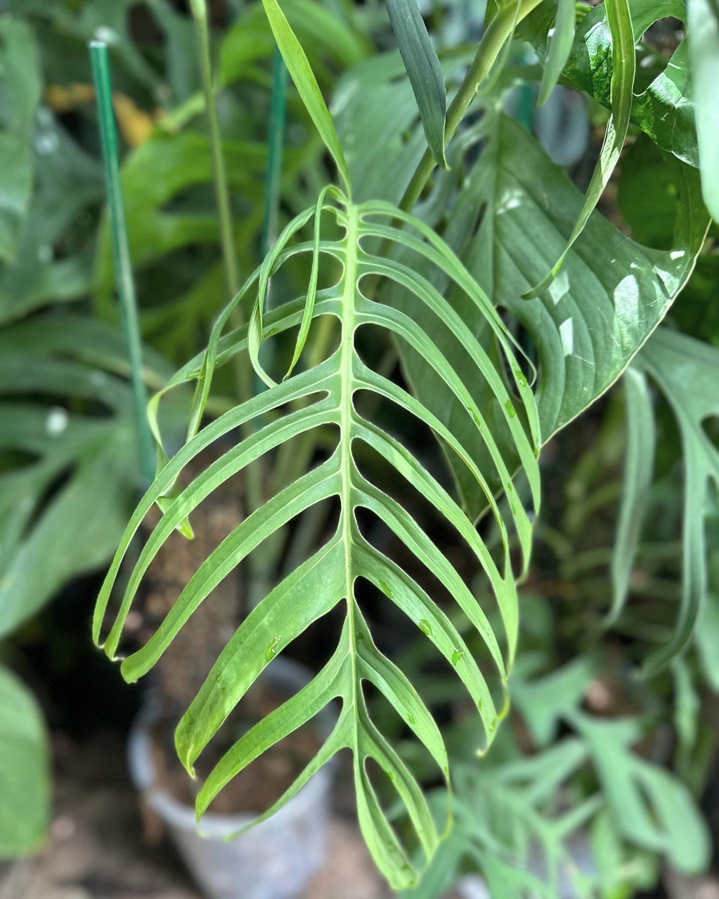 Monstera croatii *EXTREMELY RARE* - Etsy 日本