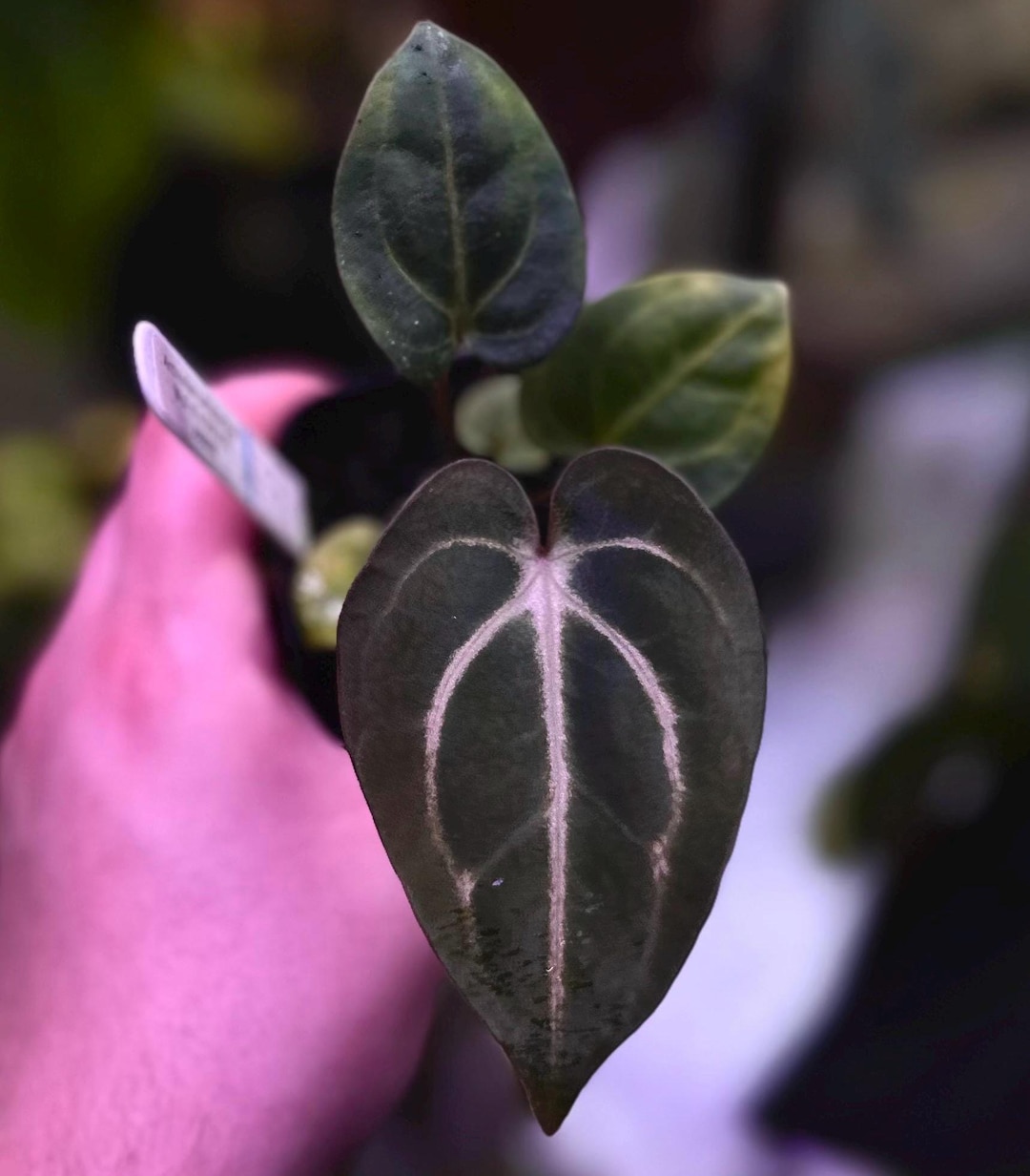 Anthurium Carlablackiae Wu2 S1 X (ra5x10) - Etsy