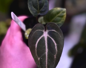 Anthurium carlablackiae Wu2 s1 x (RA5x10)