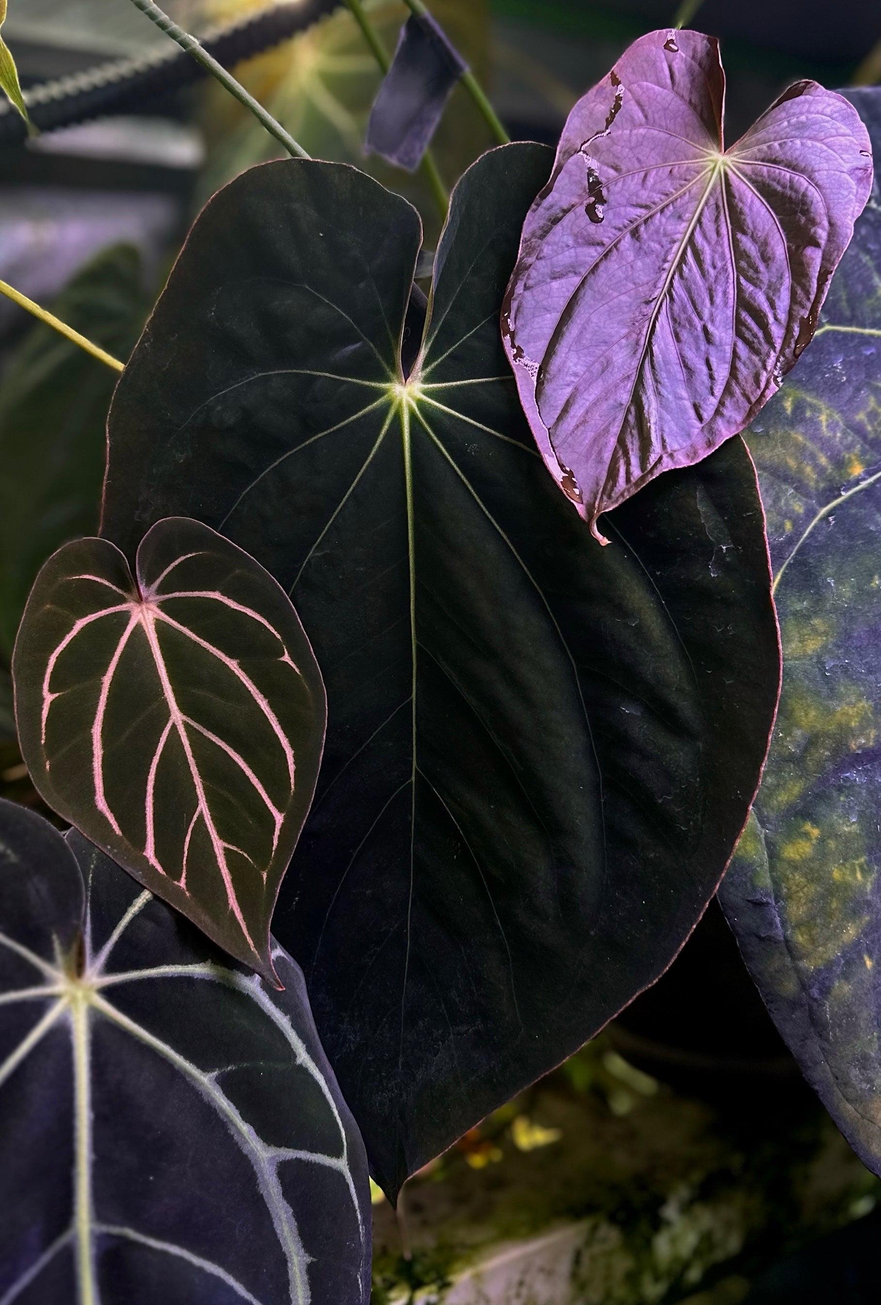 Anthurium Antolakii (BVEP) 
