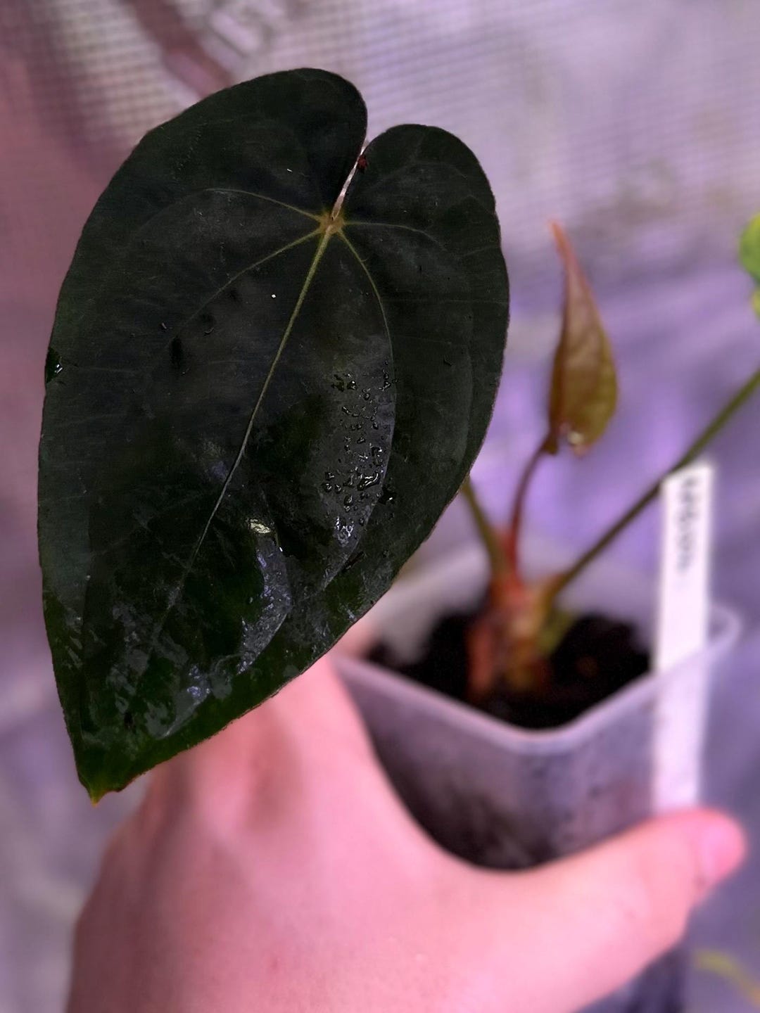 Anthurium (dress RG F2 X Carlablackiae “amanda”) X (dressleri