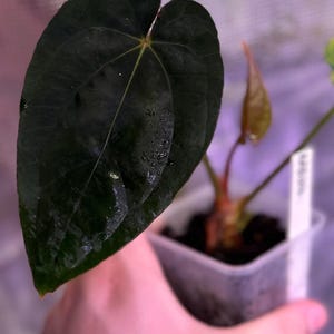 Anthurium (dress RG F2 x carlablackiae “Amanda”) x (dressleri “Oliver” x BVEP “Felix”)