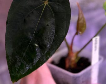 Anthurium (dress RG F2 x carlablackiae “Amanda”) x (dressleri “Oliver” x BVEP “Felix”)