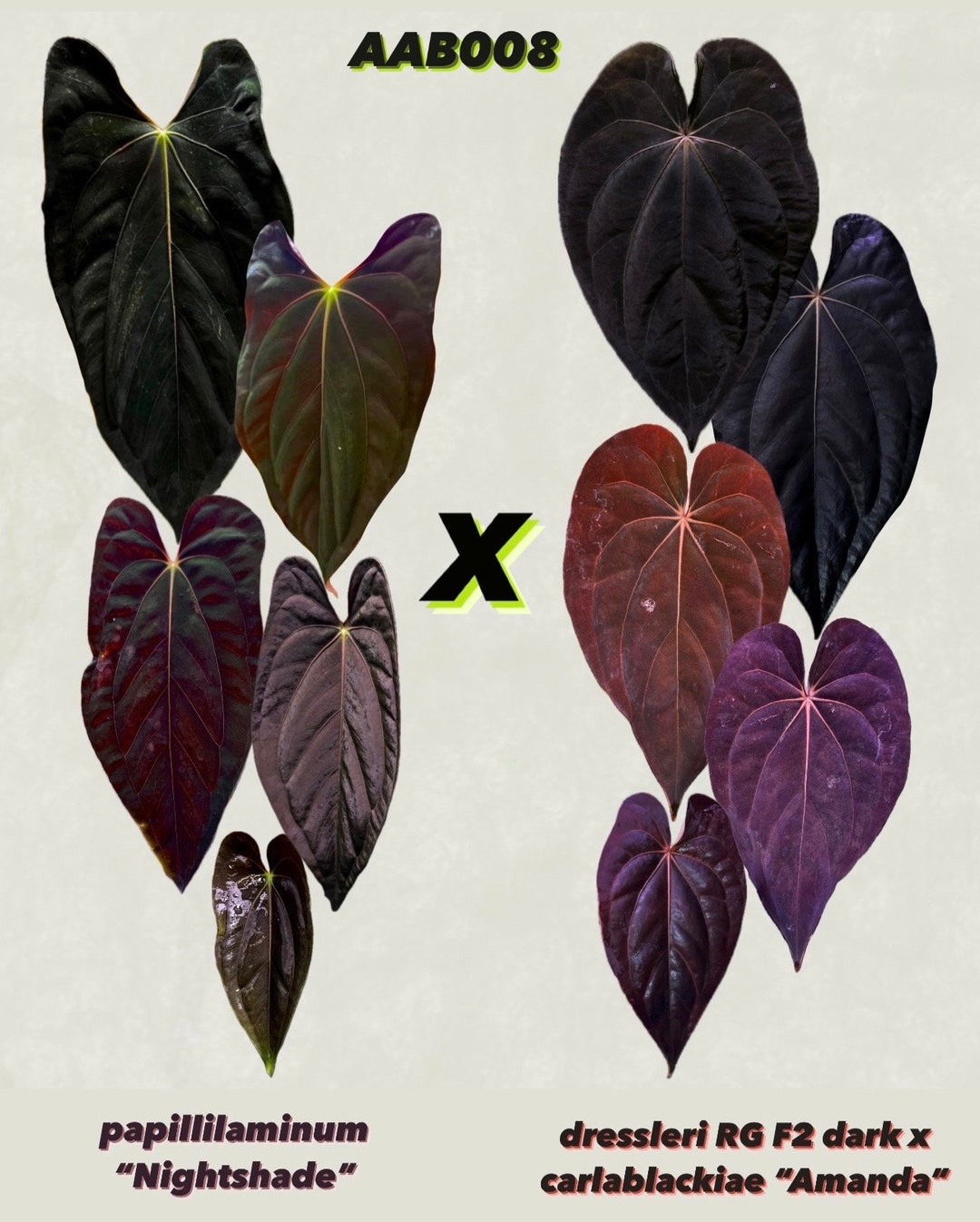 Anthurium Papillilaminum 