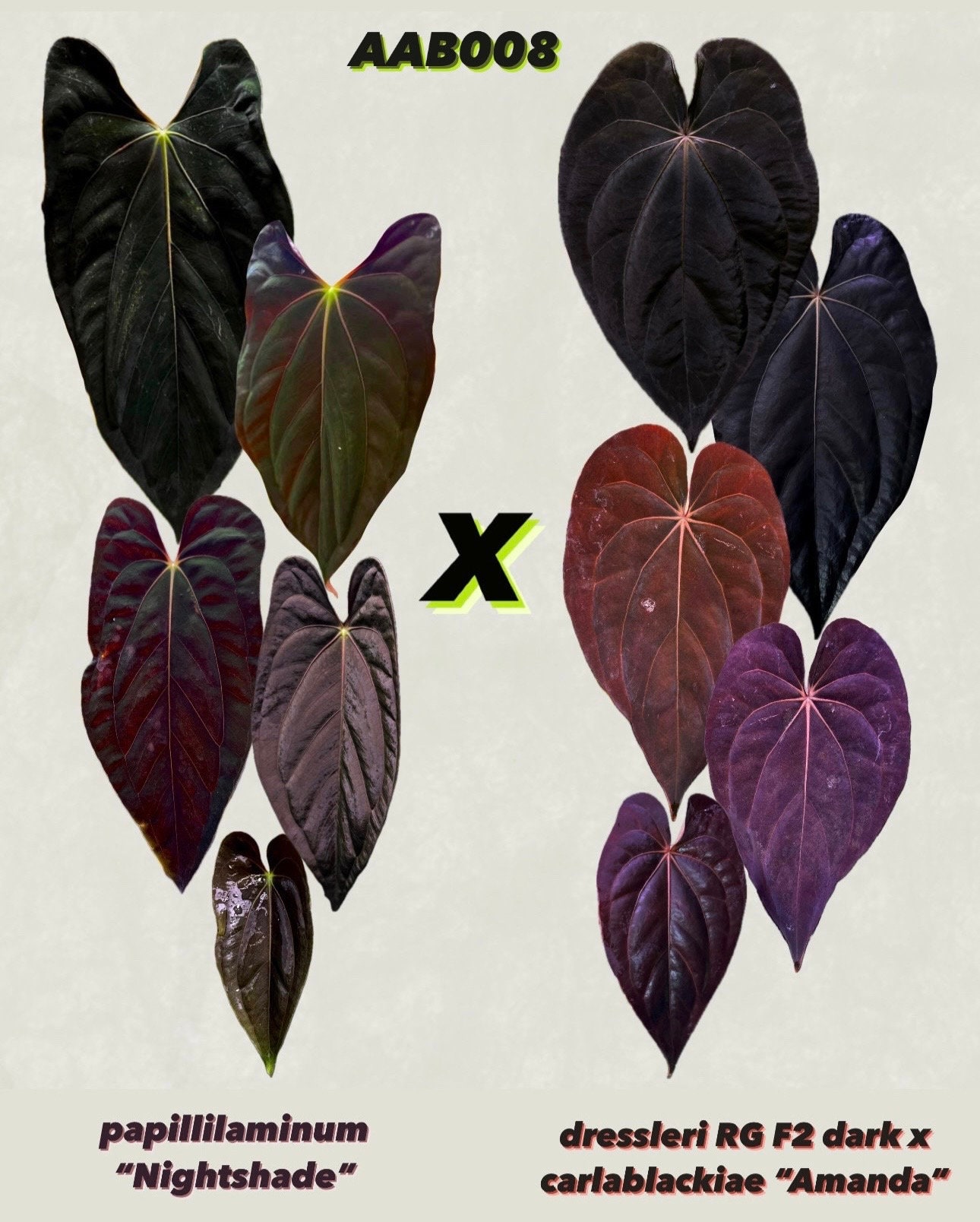 Anthurium Papillilaminum X Dressleri - Etsy Anthurium Papillilaminum X Dressleri - Etsy