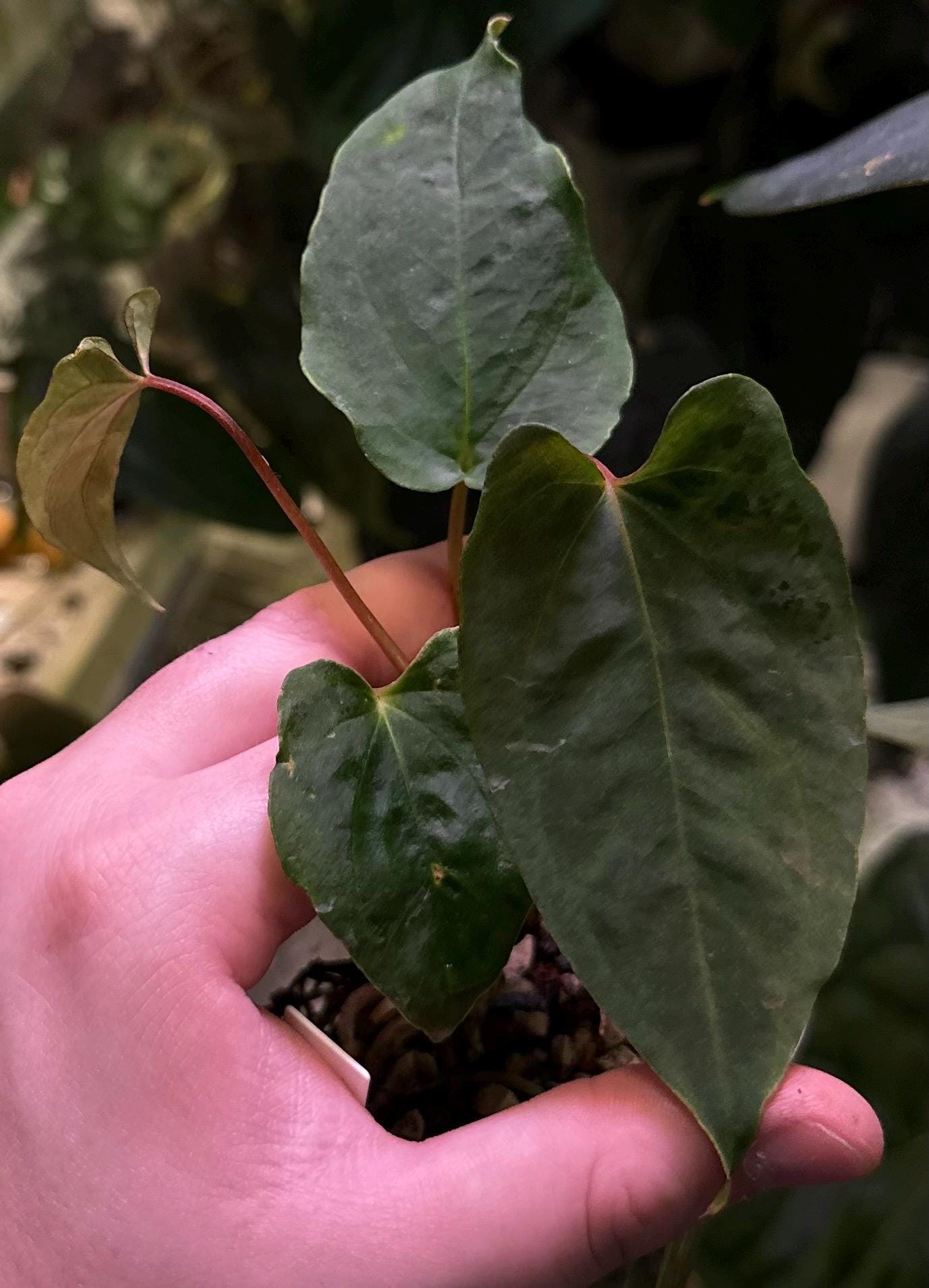 Anthurium papillilaminum  ’RL（JV）✖️FS‘ Anthurium FS x RL by JV | Selawase Aroid